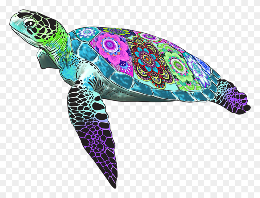 839x622 Tina The Turtle Hawksbill Sea Turtle, Reptile, Sea Life, Animal HD PNG Download