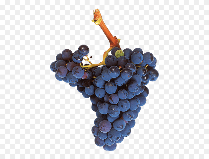 514x580 Tinta Garnacha Grape Mazuelo Grape, Plant, Grapes, Fruit HD PNG Download