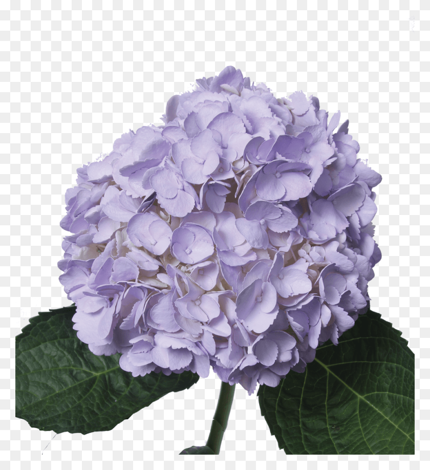 960x1057 Цветная Темная Лавандра Гортензия, Растение, Цветок, Цветение Hd Png Скачать