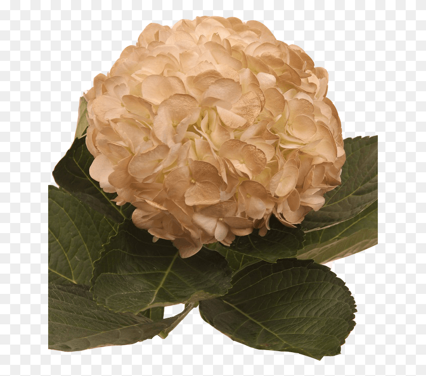651x682 Tinted Gold Light Light Brown Flower, Plant, Blossom, Rose HD PNG Download