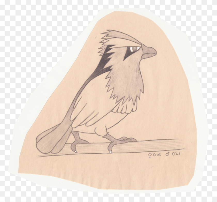 1114x1031 Tiny Bird Pokemon Sketch, Animal HD PNG Download