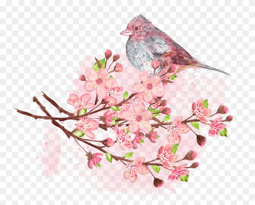 800x631 Tips For Cherry Blossom Viewing Cherry Blossom, Bird, Animal, Plant HD PNG Download