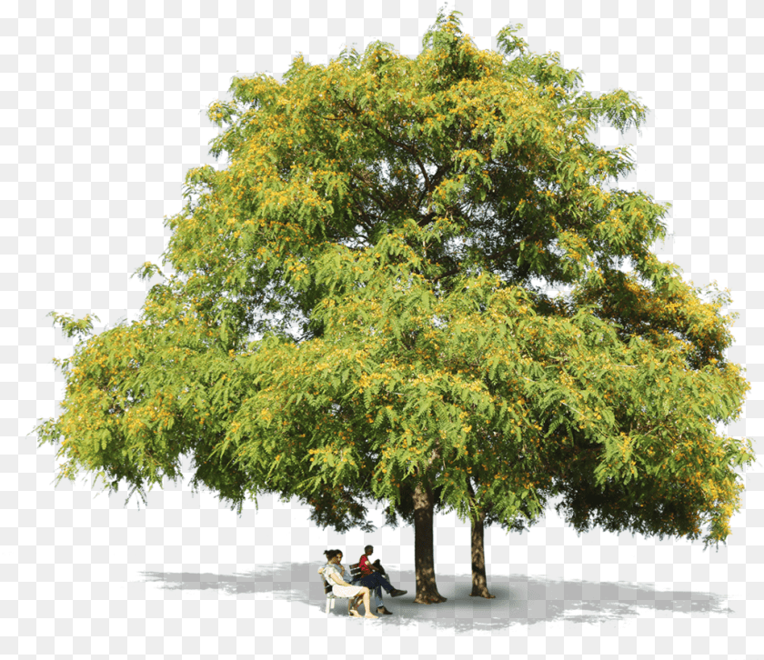 1024x885 Tipuana Trees People Tipuana, Plant, Tree, Oak, Sycamore Sticker PNG