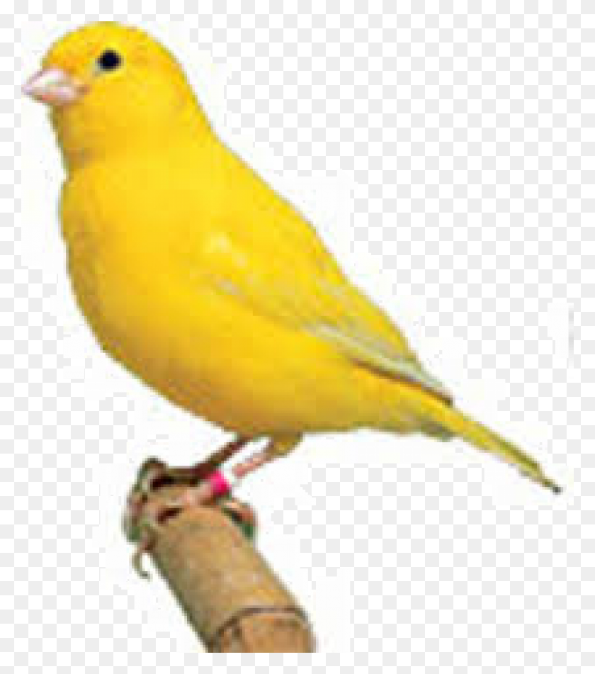 1200x1371 Tisert Plastic Bird Bath Canary Bird, Animal, Person, Human HD PNG Download