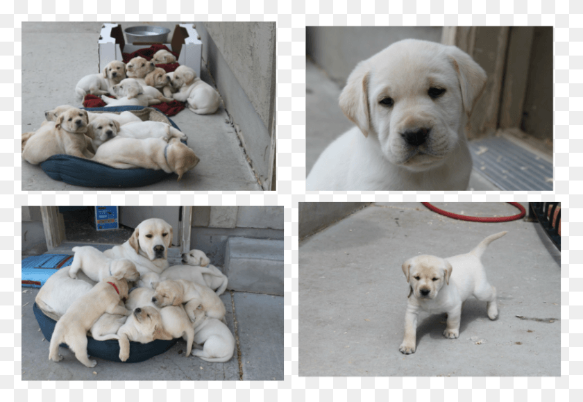 821x547 Tlc Labrador Retrievers Labrador Retriever, Labrador Retriever, Dog, Pet HD PNG Download