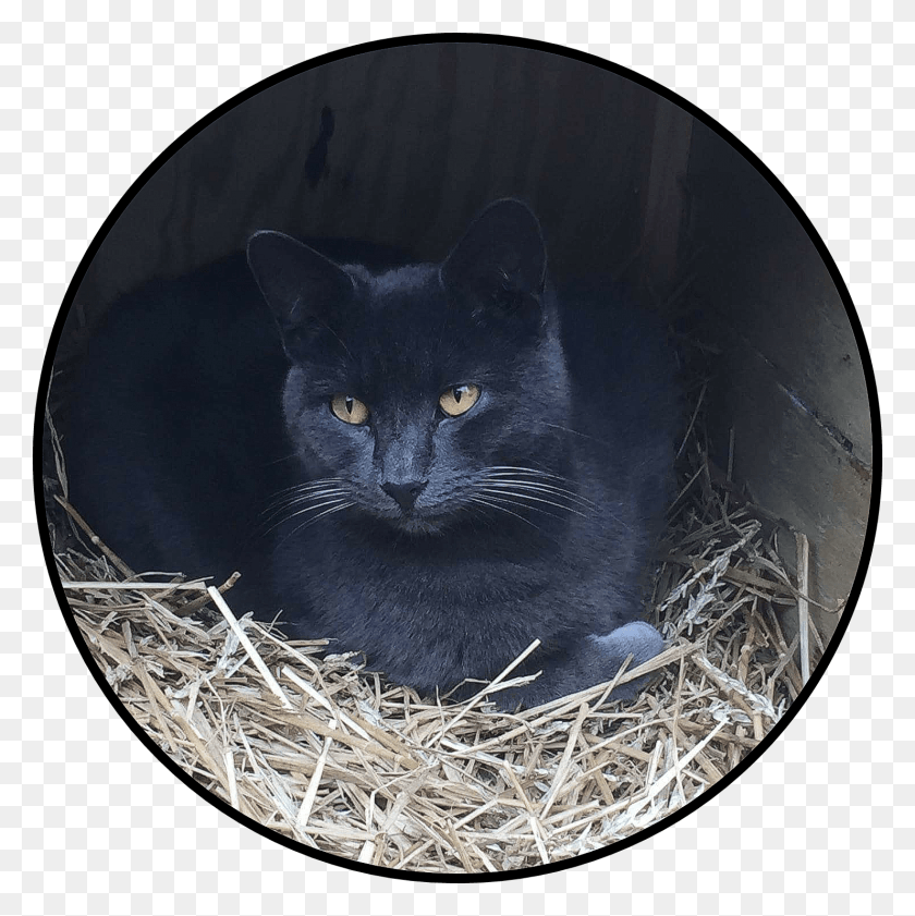 1481x1484 Tnr Achieves 72 Drop In Kitten Birth Rate Finds Alley Black Cat, Animal, Mammal, Cat HD PNG Download