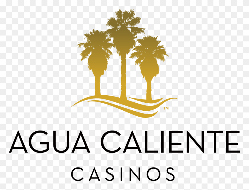 1297x969 To Be Considered For This Position You Must Complete Agua Caliente Casino Logo, Symbol, Trademark, Tree Descargar Hd Png