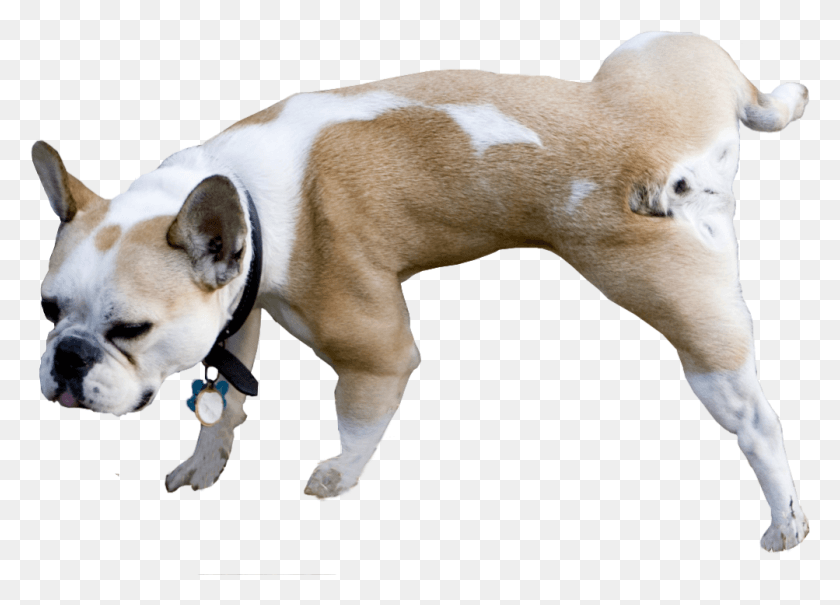 1003x701 To Get The Full Size Image Right Click And Choose Kpek Ieme, Dog, Pet, Canine HD PNG Download