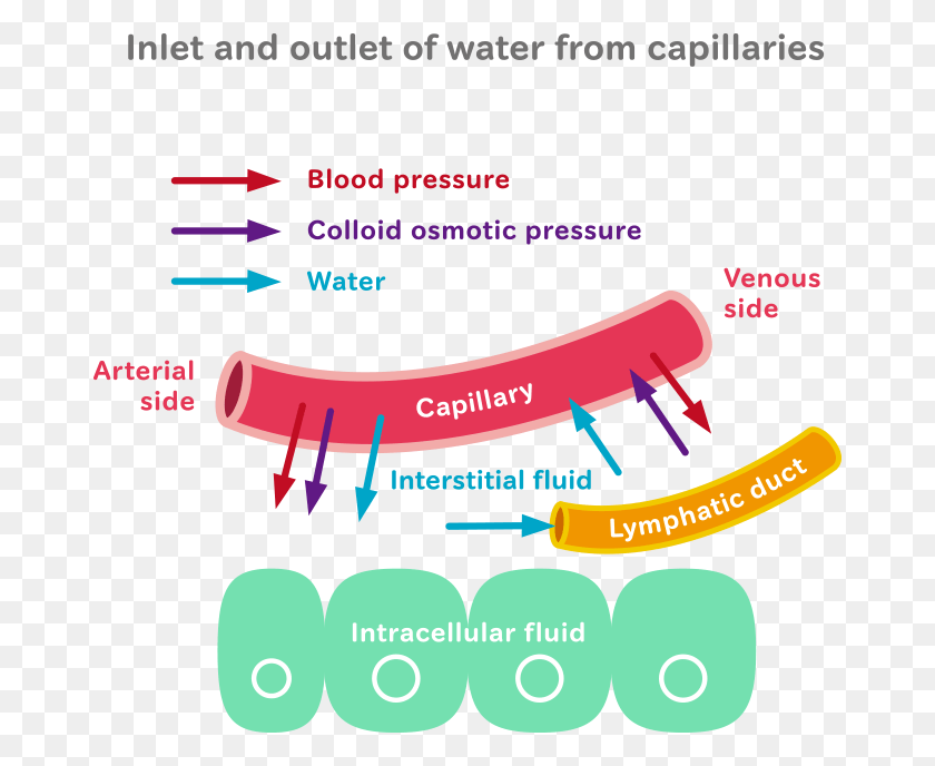 672x628 To Propose An Appropriate Method Of Fluid Intake Based Water Distribution In Human Body, Text, Label, Plot HD PNG Download