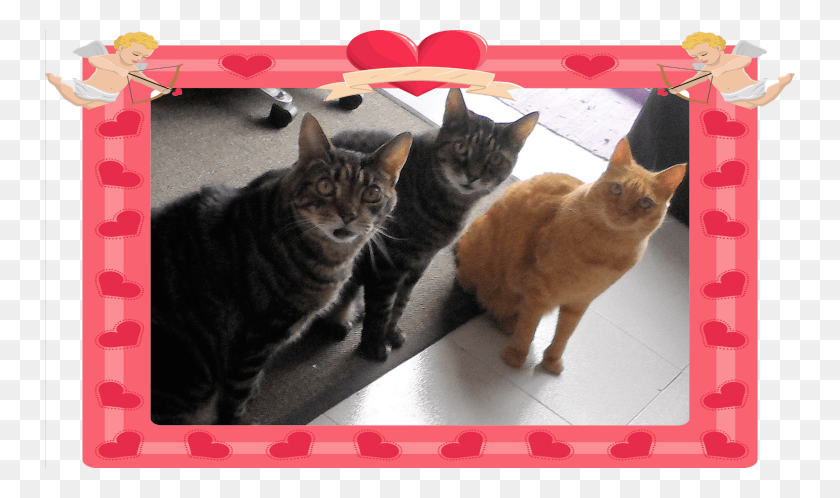 750x438 To The Loves Of My Life Tabby Cat, Manx, Pet, Mammal HD PNG Download