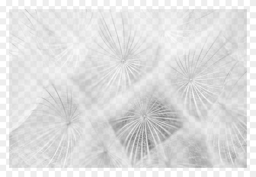 1500x1001 To Translate The Interviews For This Summit Close Up, Plant, Dandelion, Flower HD PNG Download