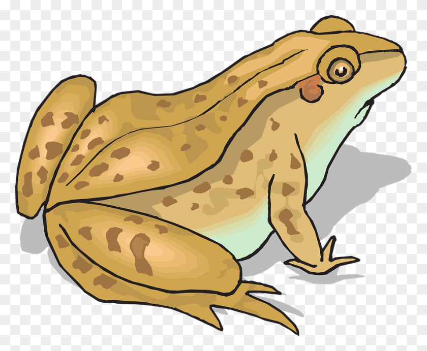 889x720 Toad Clipart Love Toad Clipart, Wildlife, Animal, Amphibian HD PNG Download