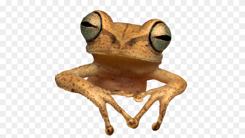 Toad Frog, Amphibian, Animal, Lion, Mammal Transparent PNG