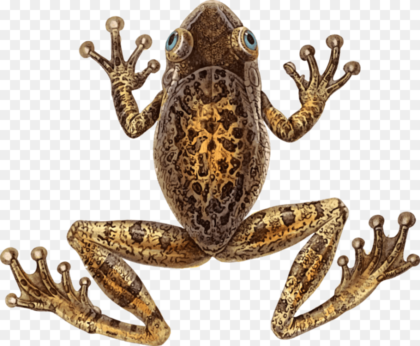 Toadfrogterrestrial Animal Cuban Tree Frog, Amphibian, Wildlife, Reptile, Snake PNG