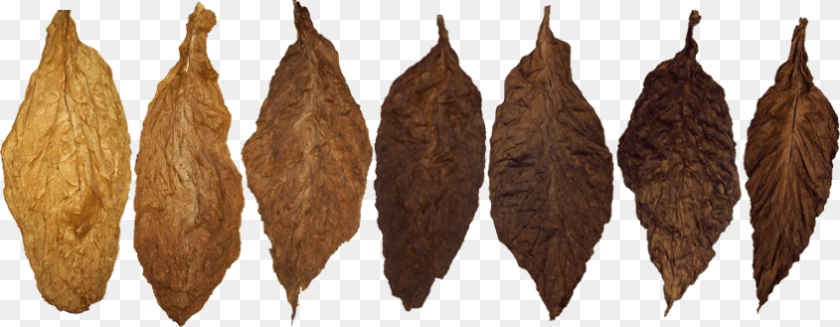 Tobacco, Leaf, Plant, Food, Fruit Transparent PNG