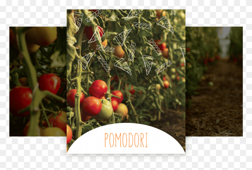 909x591 Today The Pizza Has Become The Icon Of The Quality Tomato, Plant, Tree, Apple HD PNG Download