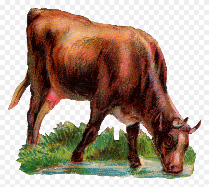1211x1072 Hoy Tenemos Una Vaca Beber Agua, Ganado, Mamífero, Animal Hd Png