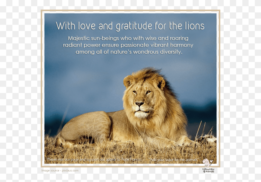 579x527 Together In Creation Lion Images, Wildlife, Mammal, Animal HD PNG Download