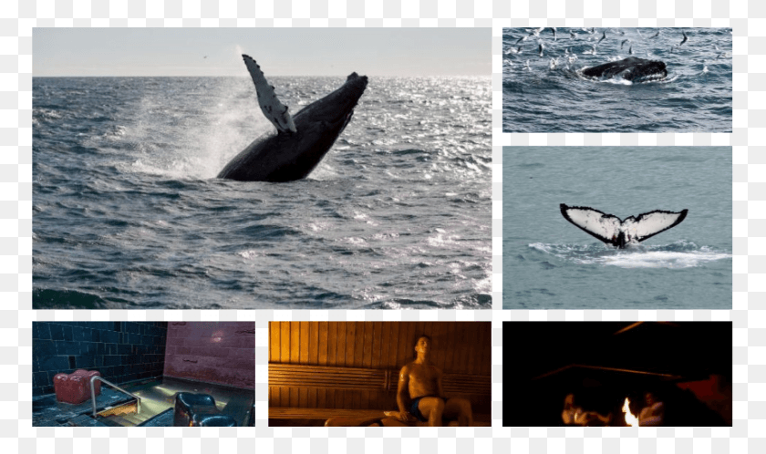 1920x1080 Toggle Navigation Valskdning Island, Bird, Animal, Person HD PNG Download
