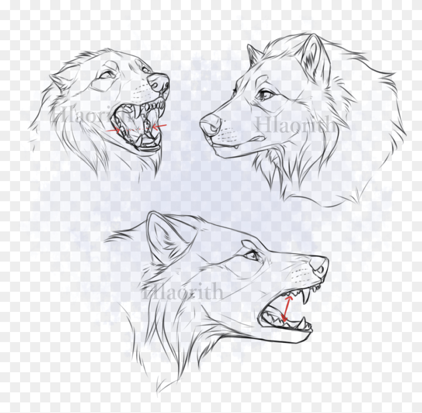 893x872 Tokota Faces By Hlaorith Tokotas Wolf, Doodle HD PNG Download
