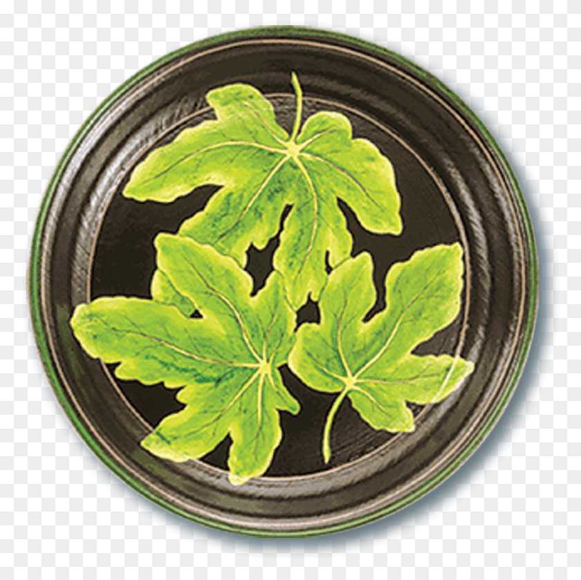 842x841 Tol 48 Fig Leaf Houseplant, Plant HD PNG Download