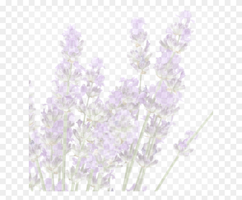 640x635 Told That The Greeks And The Romans Used Lavender English Lavender, Plant, Flower, Blossom HD PNG Download