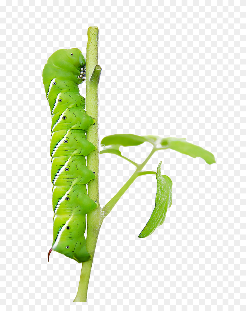 775x1001 Tomato And Tobacco Hornworms Are Serious Pests Of Tomatoes Caterpillar To Butterfly, Worm, Invertebrate, Animal HD PNG Download