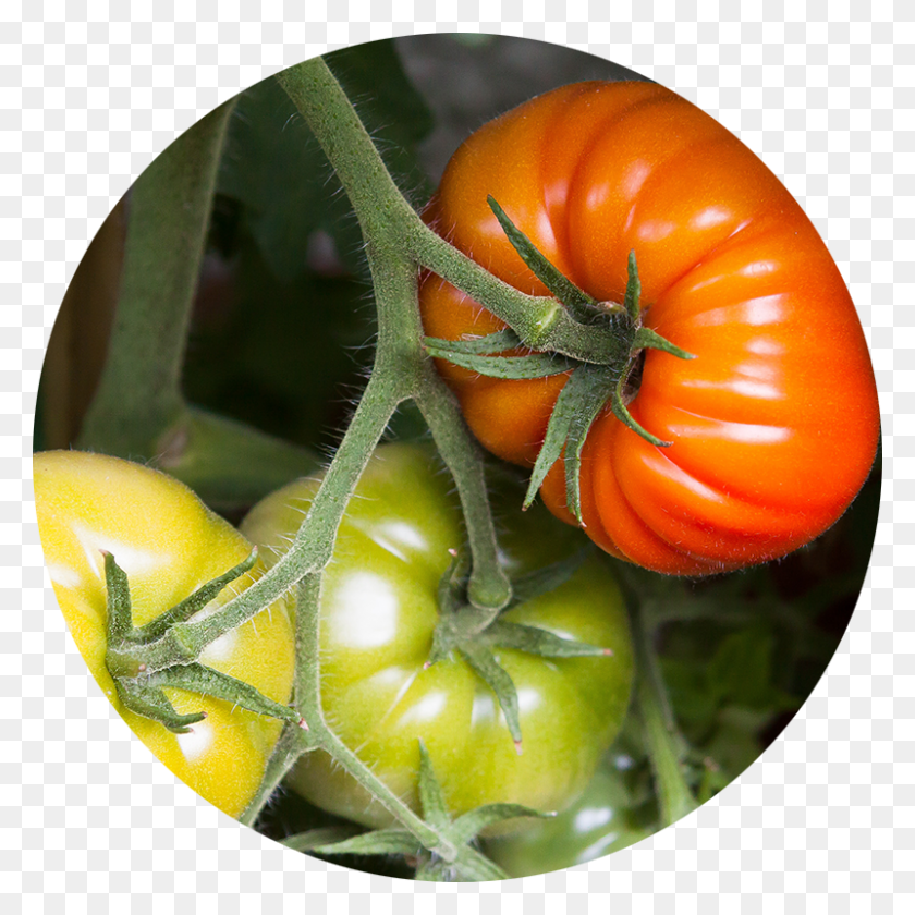 800x800 Tomate Png / Tomate Png