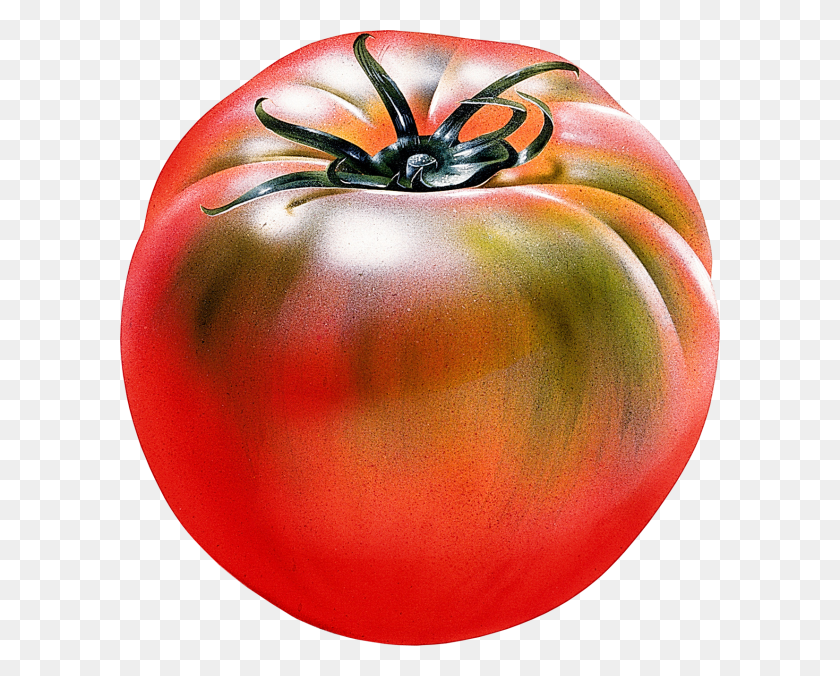 600x616 Descargar Png / Tomate Png