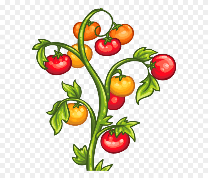584x661 Descargar Png / Plantas De Tomate Png