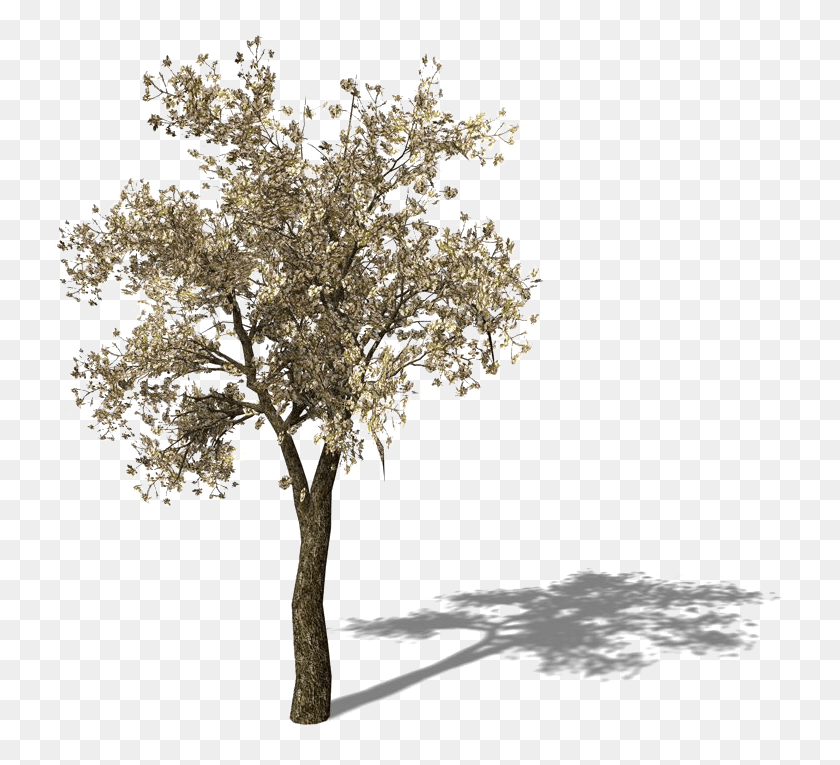 735x705 Tomato Tree Pear Asian Yellow Free Frame Clipart Shadow Of Tree Clipart, Plant, Chandelier, Lamp HD PNG Download