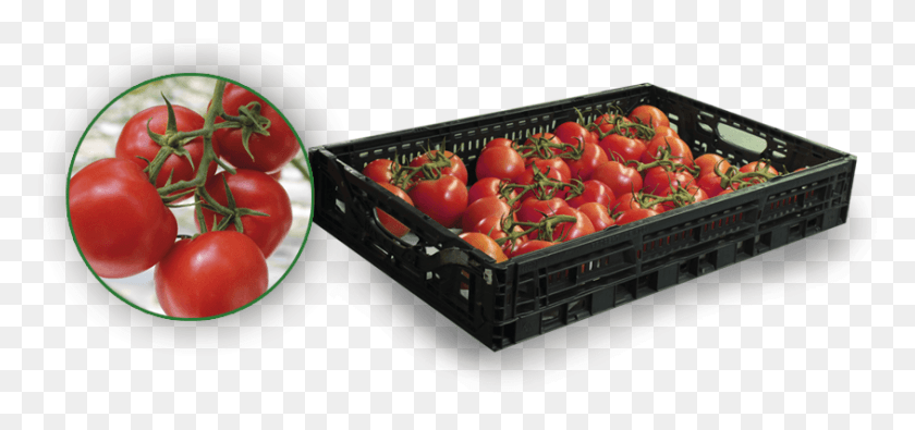 844x363 Tomatoes On The Vine Cherry Tomatoes, Plant, Apple, Fruit HD PNG Download