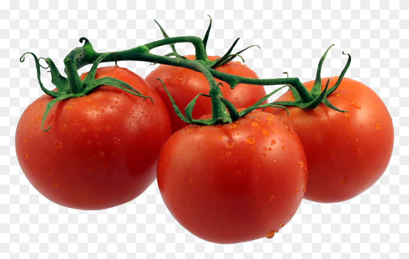 1502x911 Tomatoes Tomato Transparent Background, Plant, Vegetable, Food HD PNG Download