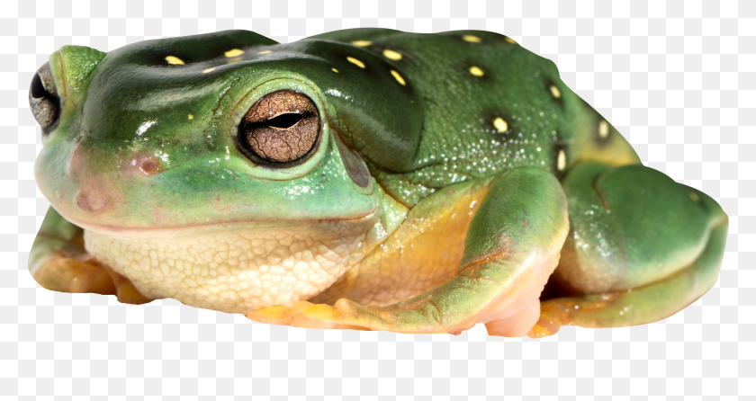 1769x876 Tongue Frog Transparent Frog, Amphibian, Wildlife, Animal HD PNG Download