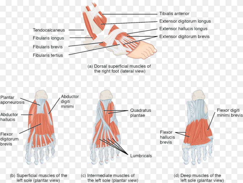 1007x757 Top Foot Muscles, Chart, Plot, Adult, Female Clipart PNG