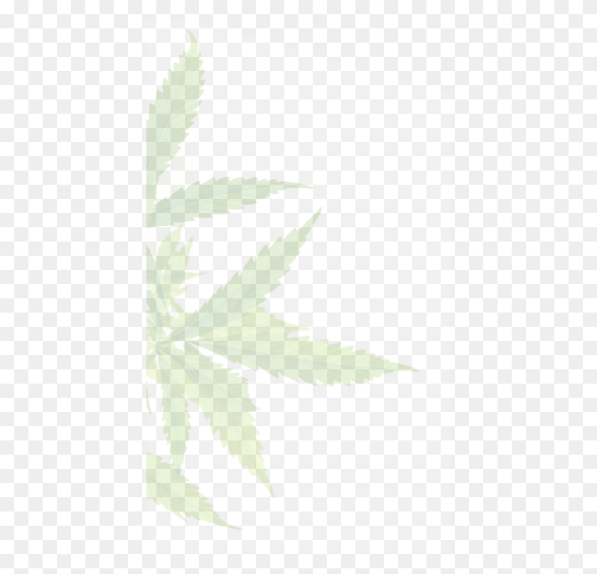 427x748 Top Image Bottom Image Tree, Plant, Hemp, Weed HD PNG Download