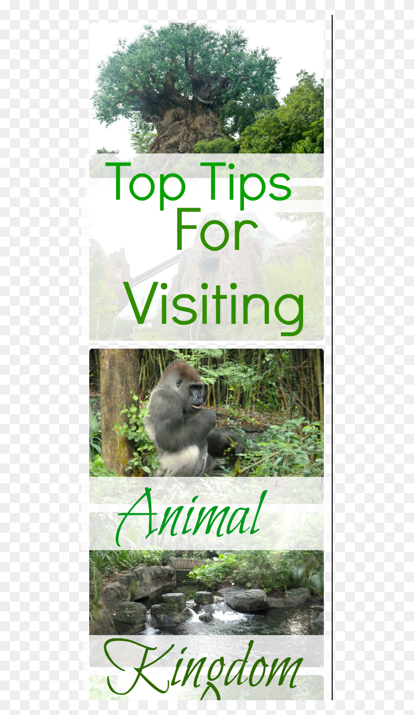 510x1390 Top Tips For Visiting Animal Kingdom Disney World Disney39s Animal Kingdom, Ape, Wildlife, Mammal HD PNG Download