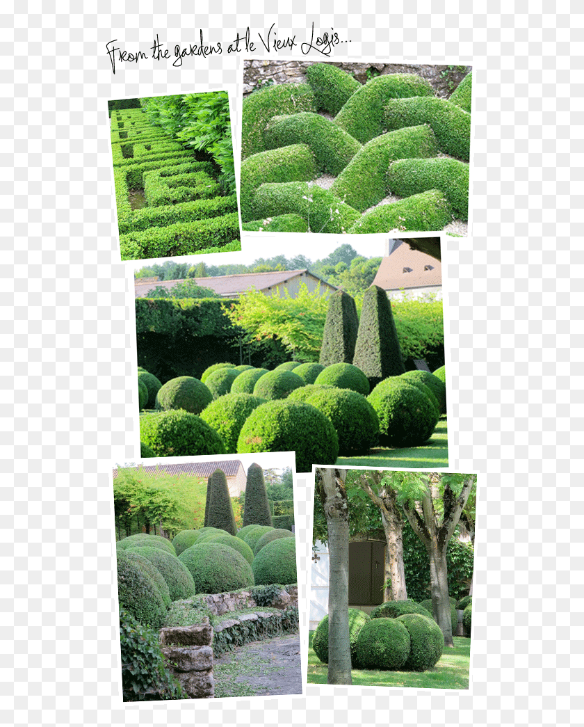 540x985 La Magia Topiary Revelado Seto, Planta, Valla, Bush Hd Png