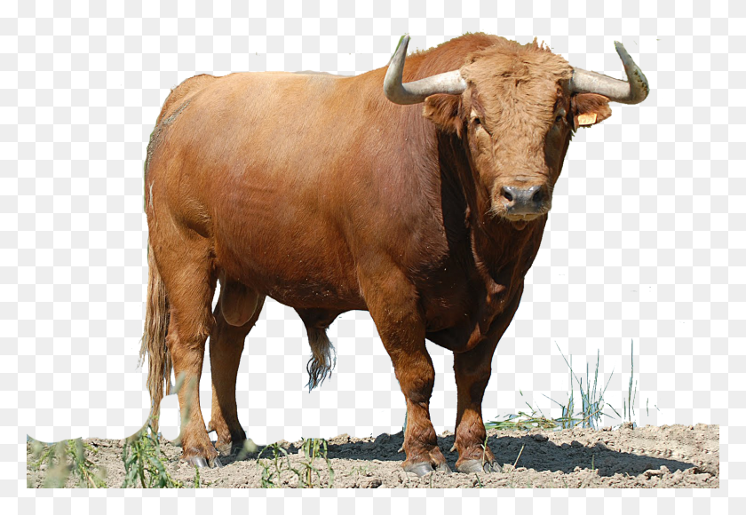 1600x1067 Toro Toro Colorado, Cow, Cattle, Mammal HD PNG Download