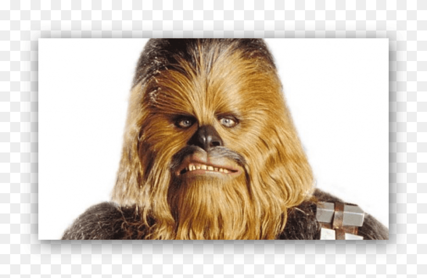 894x559 Torrance Is Increasingly Looking Like The Wookie From Chewy Star Wars, Dog, Pet, Canine HD PNG Download