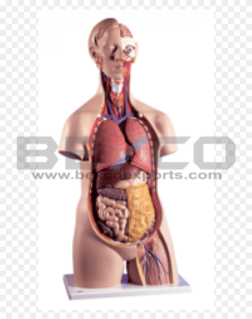 730x1001 Torso With Interchangeable Sex Organs Body Torso Model, Stomach, Injection HD PNG Download
