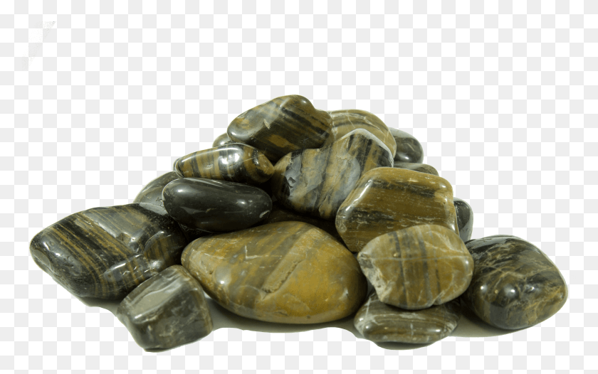 4783x2860 Tortoise HD PNG Download