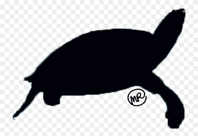 736x516 Черепаха, Животное, Морская Жизнь, Млекопитающее Hd Png Скачать