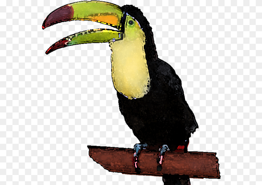575x592 Toucan Clipart Face Clip Art, Animal, Beak, Bird, Person Transparent PNG