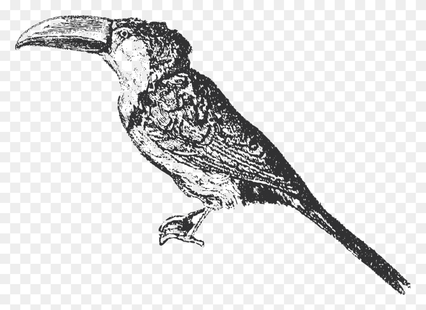 1313x928 Tucán Pico Cruzado Común, Cuervo, Pájaro, Animal Hd Png