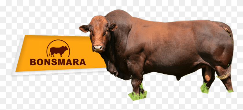 1000x414 Touro Bonsmara Bonsmara Sa, Bull, Mammal, Animal HD PNG Download