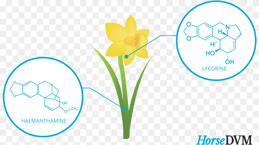 Toxic Components Daffodil, Flower, Plant Clipart PNG