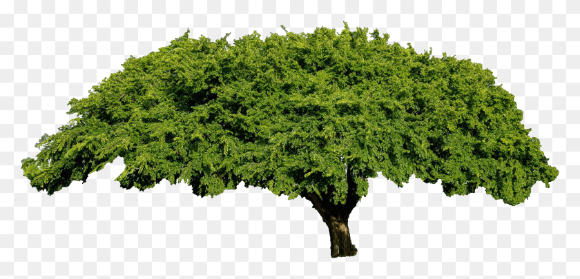 1752x777 Trackbacks Are Closed But You Can Post A Comment Arbol, Tree, Plant, Oak HD PNG Download