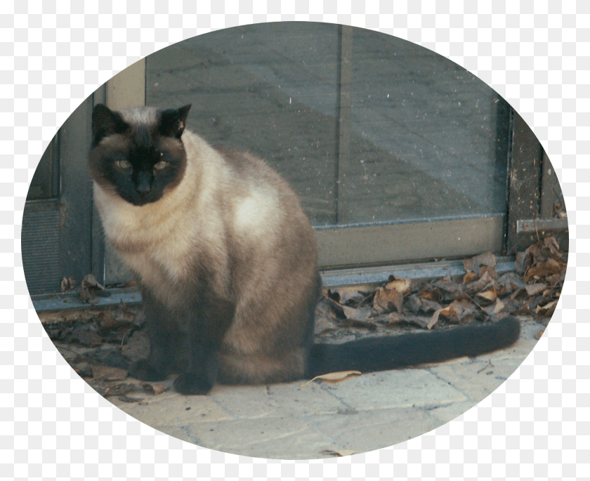 1752x1404 Трейси Балинезе, Кошка, Домашнее Животное, Млекопитающее Hd Png Скачать