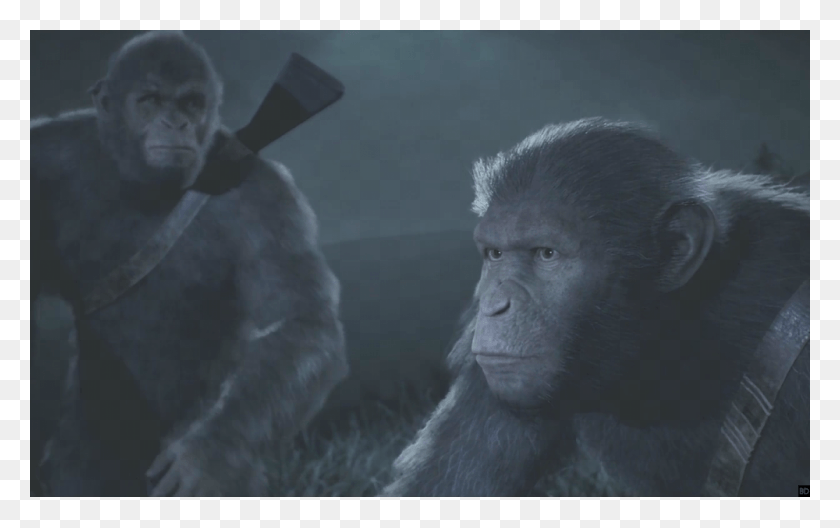 1000x600 Трейлер Компьютерной Игры 39 Planet Of The Apes Обыкновенный Шимпанзе, Обезьяна, Дикая Природа, Млекопитающее Hd Png Скачать